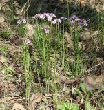 Cardamine pratensis. Цветущие растения. Иркутская обл., Иркутский р-н, окр. с. Смоленщина, берег р. Иркут. 20.05.2015.