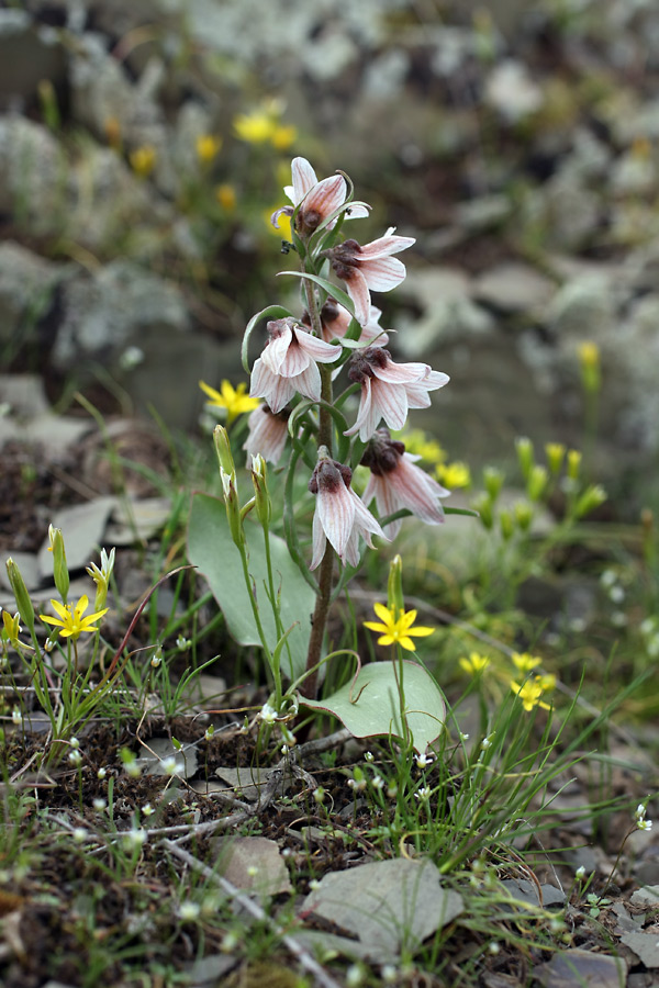 Изображение особи Rhinopetalum stenantherum.