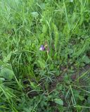 Lathyrus cyaneus