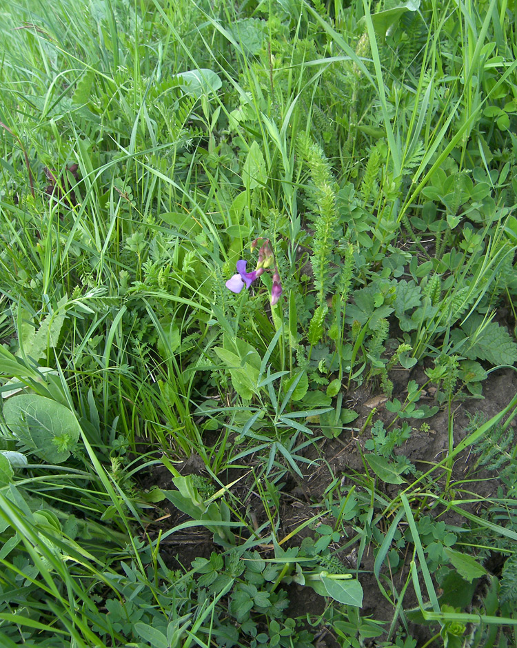 Изображение особи Lathyrus cyaneus.