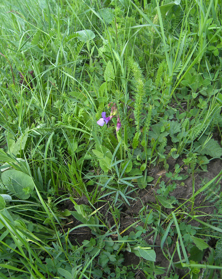 Изображение особи Lathyrus cyaneus.