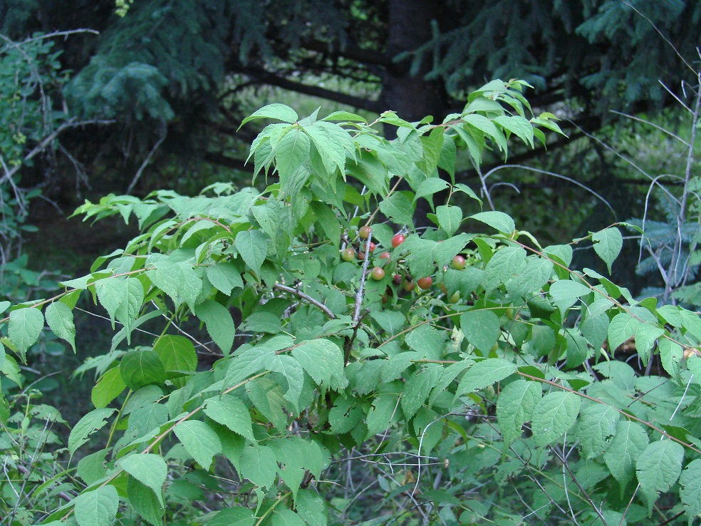 Изображение особи Cerasus glandulosa.