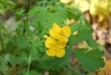 Chelidonium majus