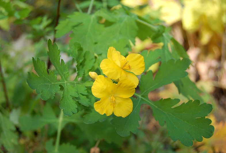 Изображение особи Chelidonium majus.