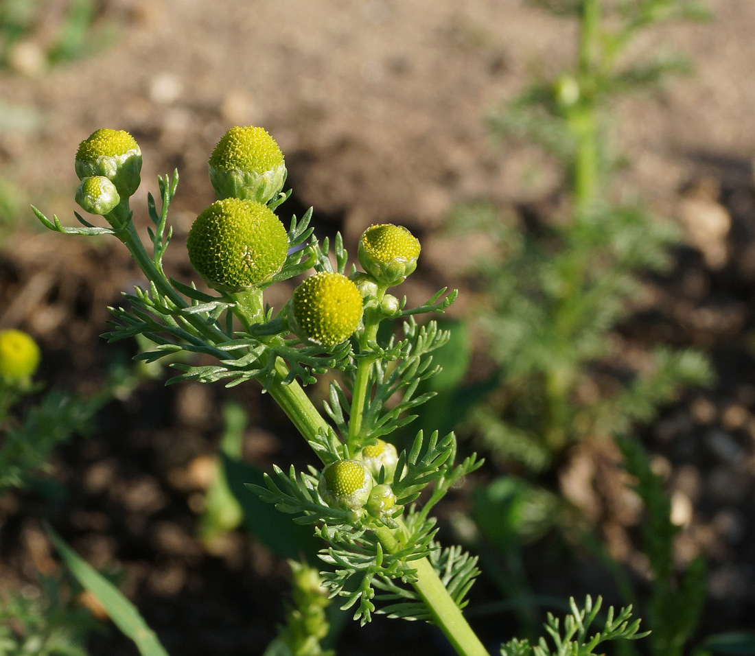 Изображение особи Matricaria discoidea.