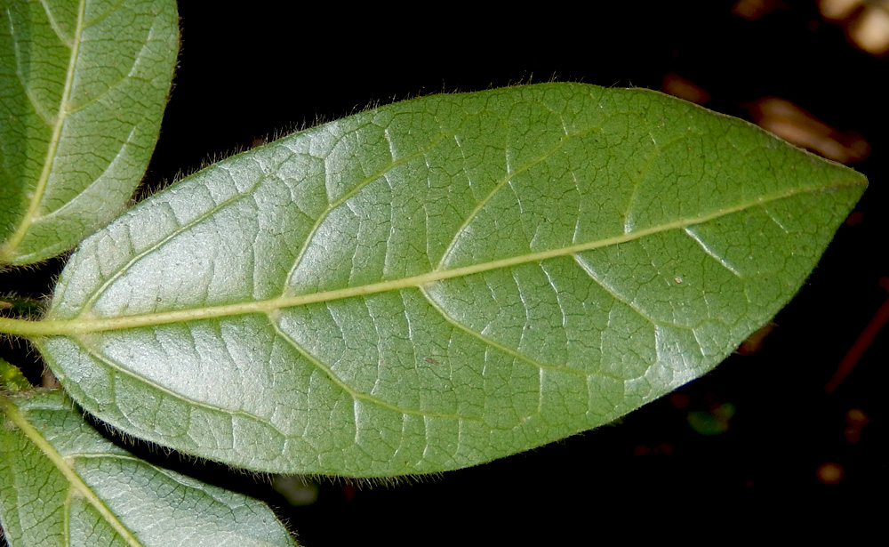 Изображение особи Viburnum tinus.
