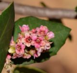 Rhus integrifolia