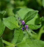 Asperugo procumbens