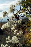 Clematis vitalba. Средняя часть плодоносящего растения. Южный склон Главной гряды Крымских гор, западное подножие Южной Демерджи. 05.11.2005.