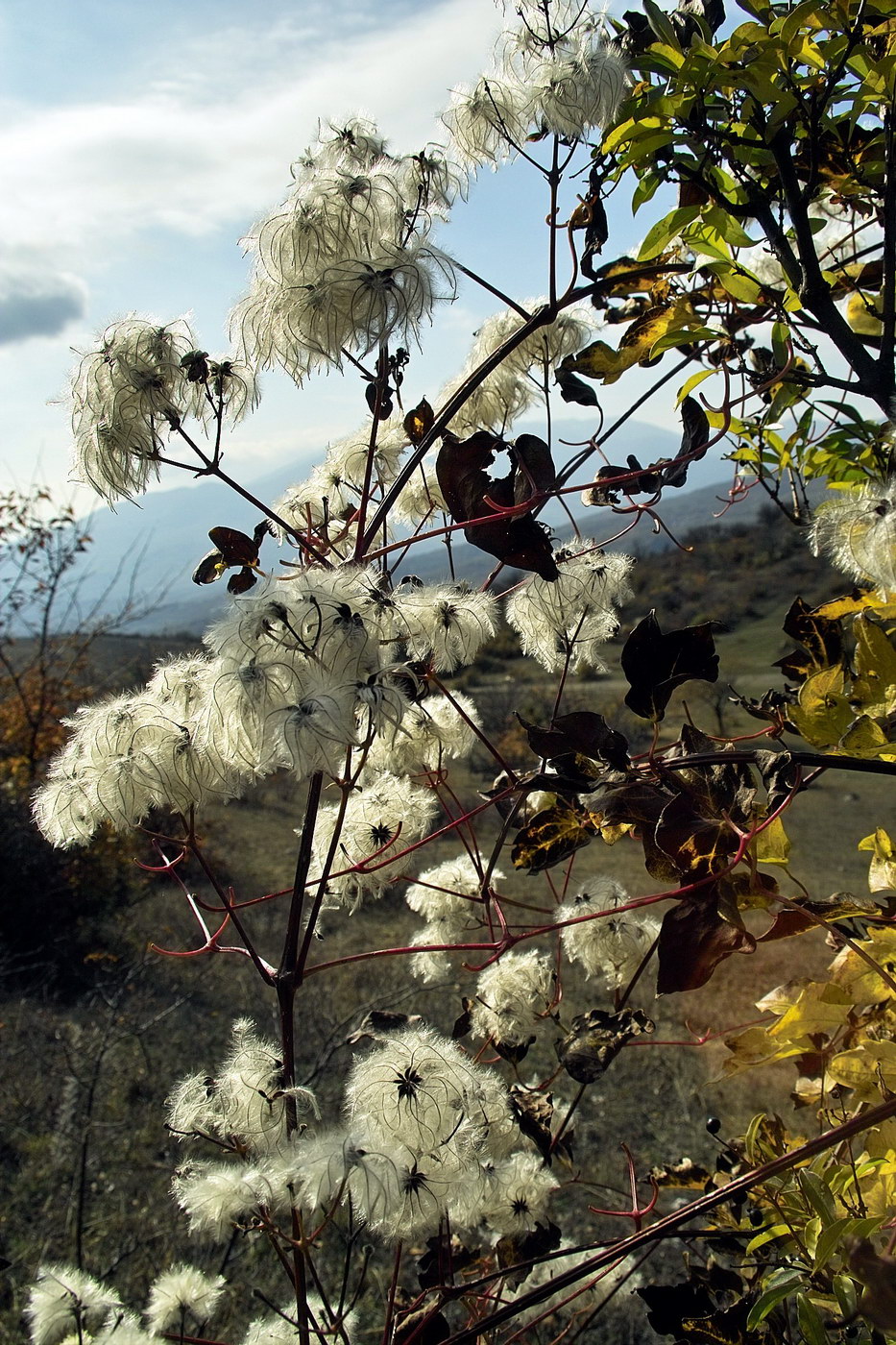 Image of Clematis vitalba specimen.