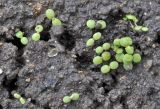 Pyrethrum parthenium