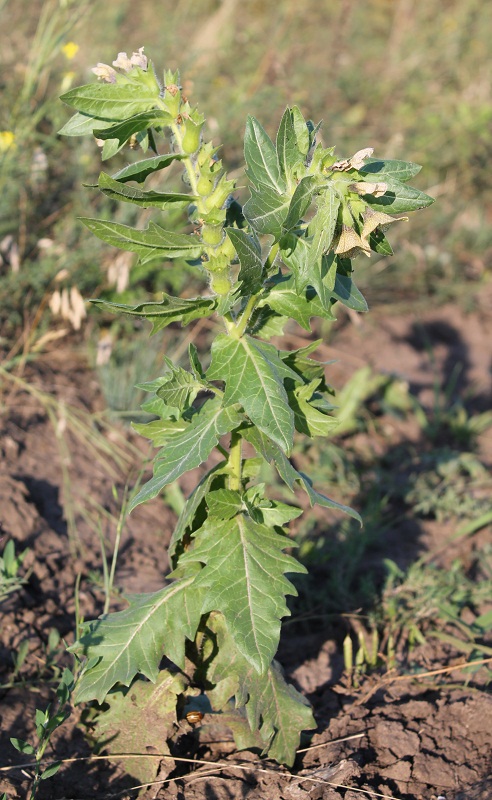 Изображение особи Hyoscyamus niger.