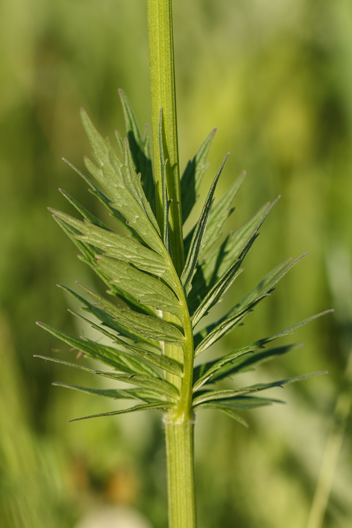 Image of Valeriana wolgensis specimen.