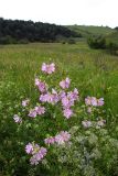 Malva thuringiaca