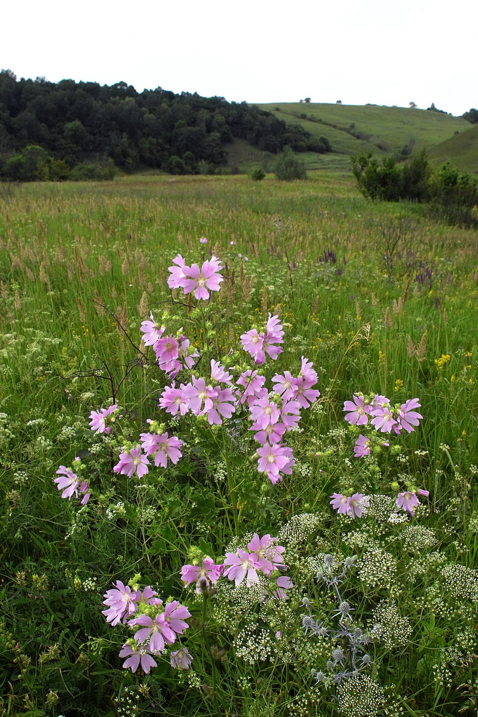 Image of Malva thuringiaca specimen.