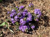 Rhododendron impeditum