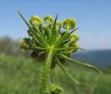 Pastinaca pimpinellifolia. Часть соцветия - зонтичек. Краснодарский край, м/о г. Геленджик, хр. Маркотх, гора Мухины Поляны, ≈ 630 м н.у.м., горный луг. 21.05.2015.