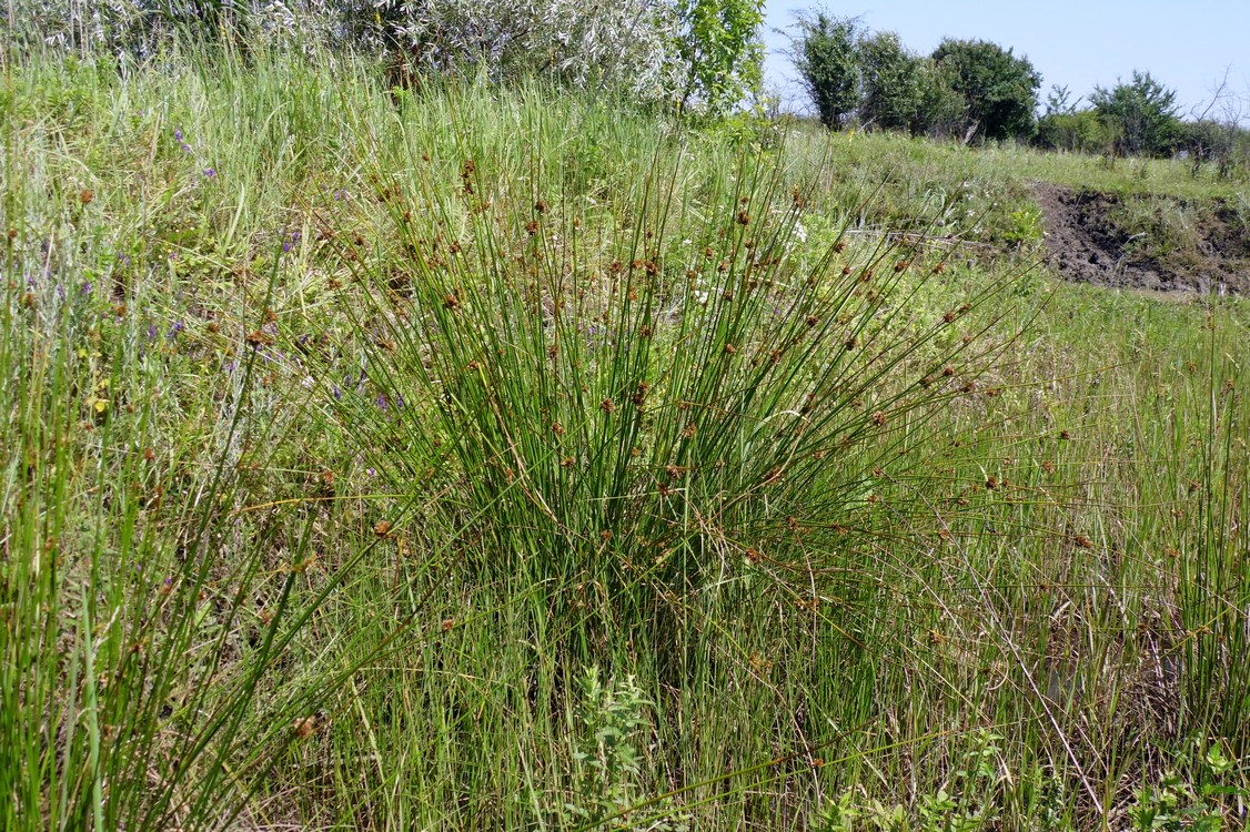 Изображение особи Juncus effusus.