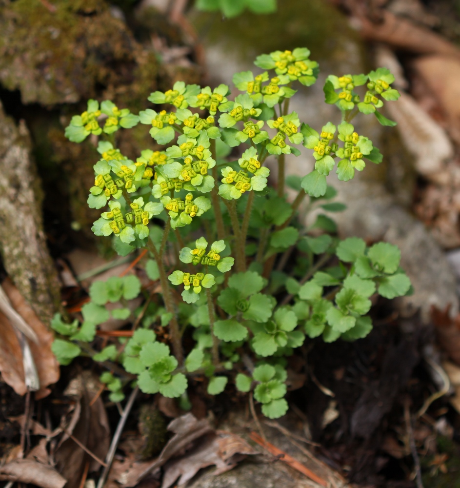 Image of Chrysosplenium pilosum specimen.