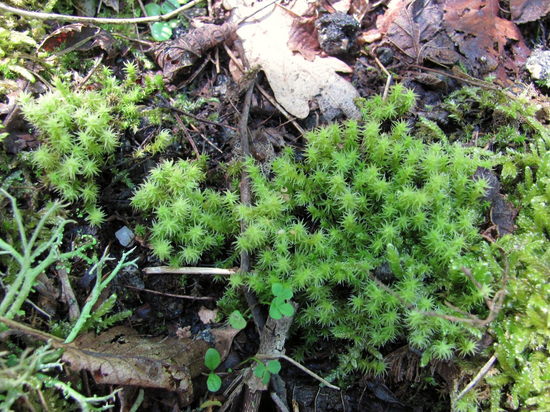 Изображение особи класс Bryopsida.