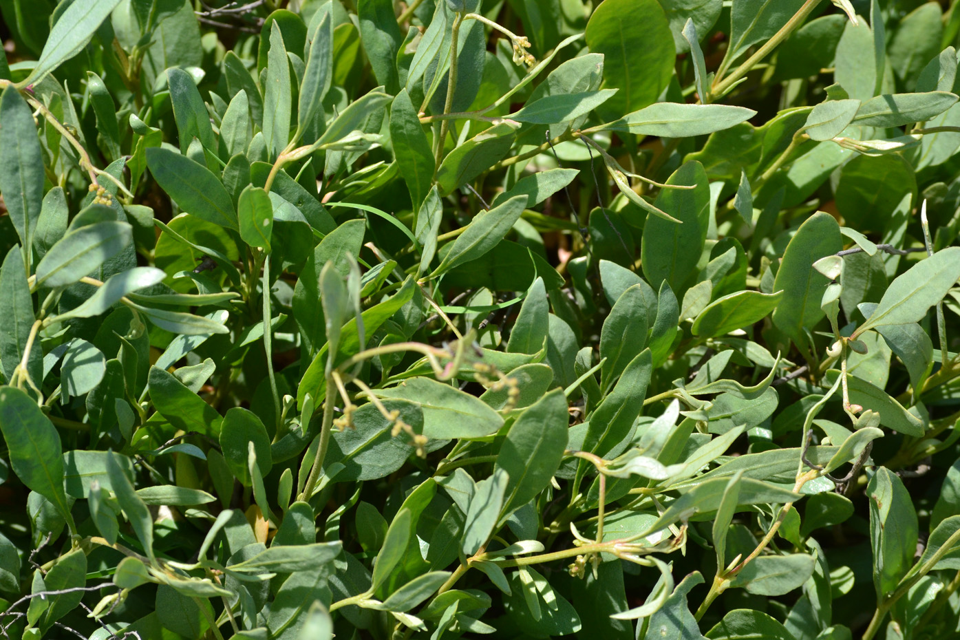 Изображение особи Halimione verrucifera.