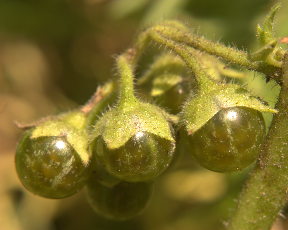 Image of Solanum physalifolium specimen.