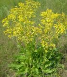 Senecio schwetzowii