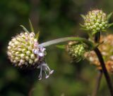 Succisa pratensis