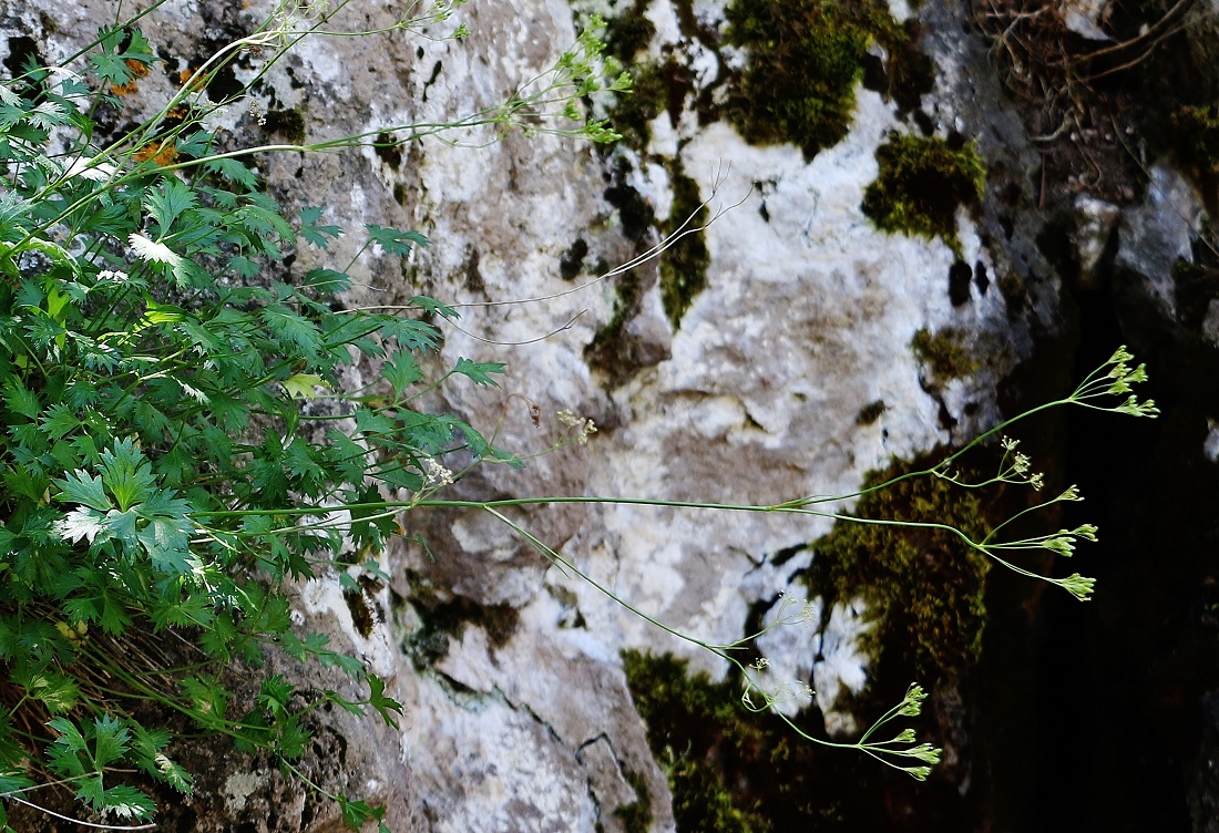 Изображение особи Pimpinella tragium.