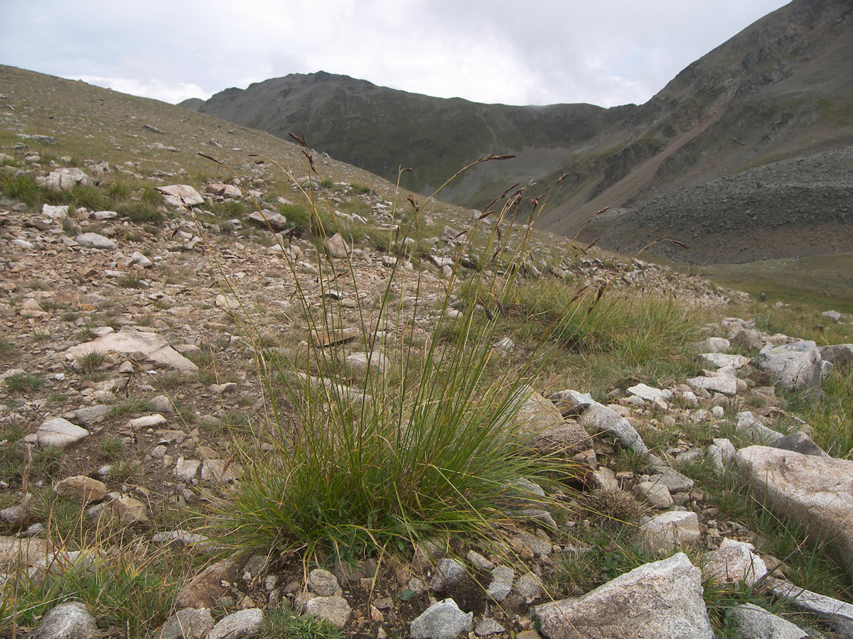 Изображение особи Carex tristis.