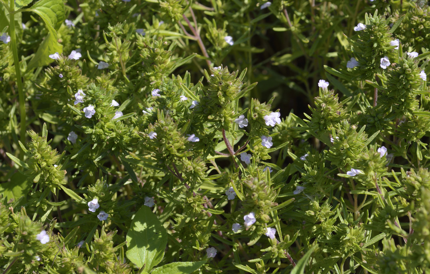 Изображение особи Satureja hortensis.