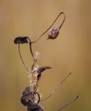Convolvulus arvensis. Верхушка засохшего побега, обвивающего соплодие Calamagrostis, с плодом-коробочкой. Татарстан, Агрызский р-н, с. Красный Бор, суходольный луг, поросший Calamagrostis epigeios. 07.10.2016.
