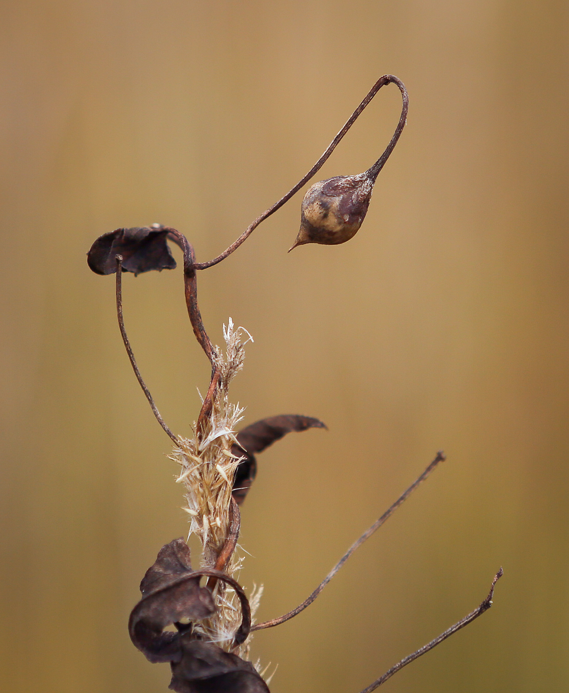 Image of Convolvulus arvensis specimen.