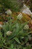 Gastrolychnis gonosperma