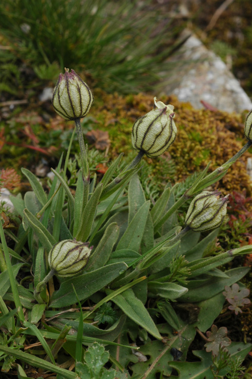 Изображение особи Gastrolychnis gonosperma.