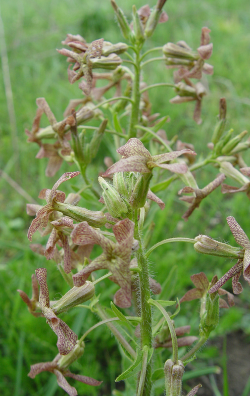 Image of Hesperis tristis specimen.