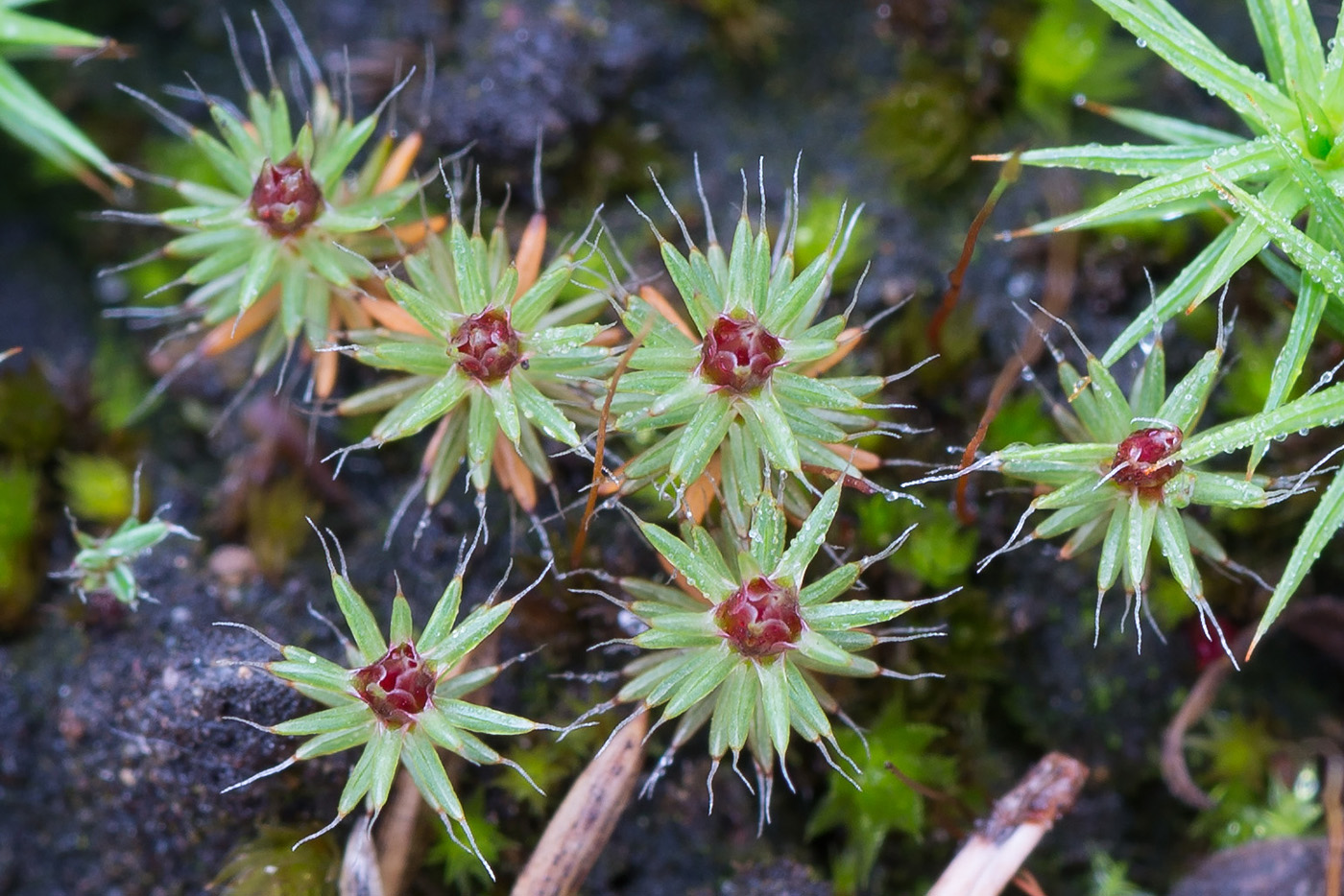 Image of Polytrichum piliferum specimen.