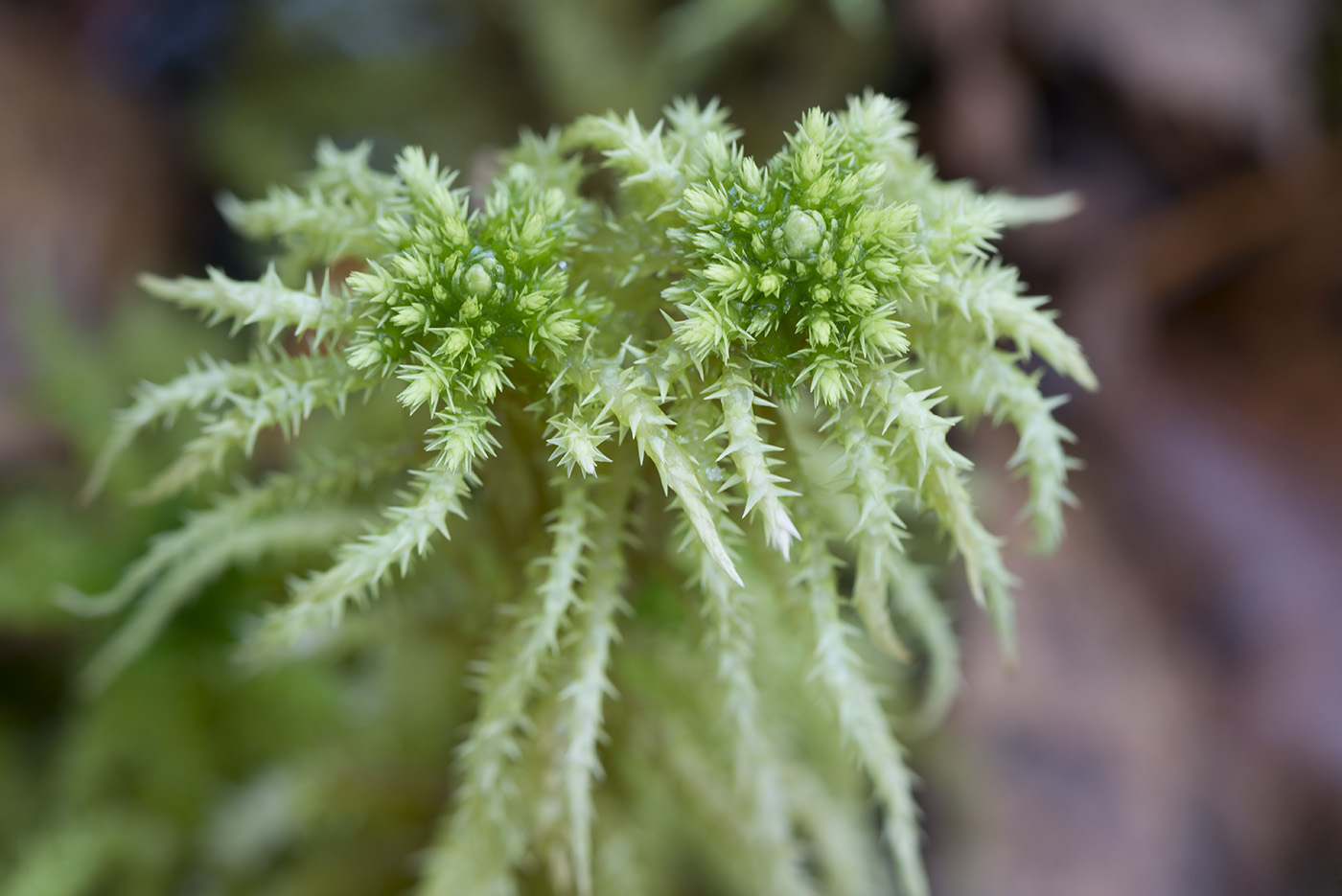 Изображение особи Sphagnum squarrosum.