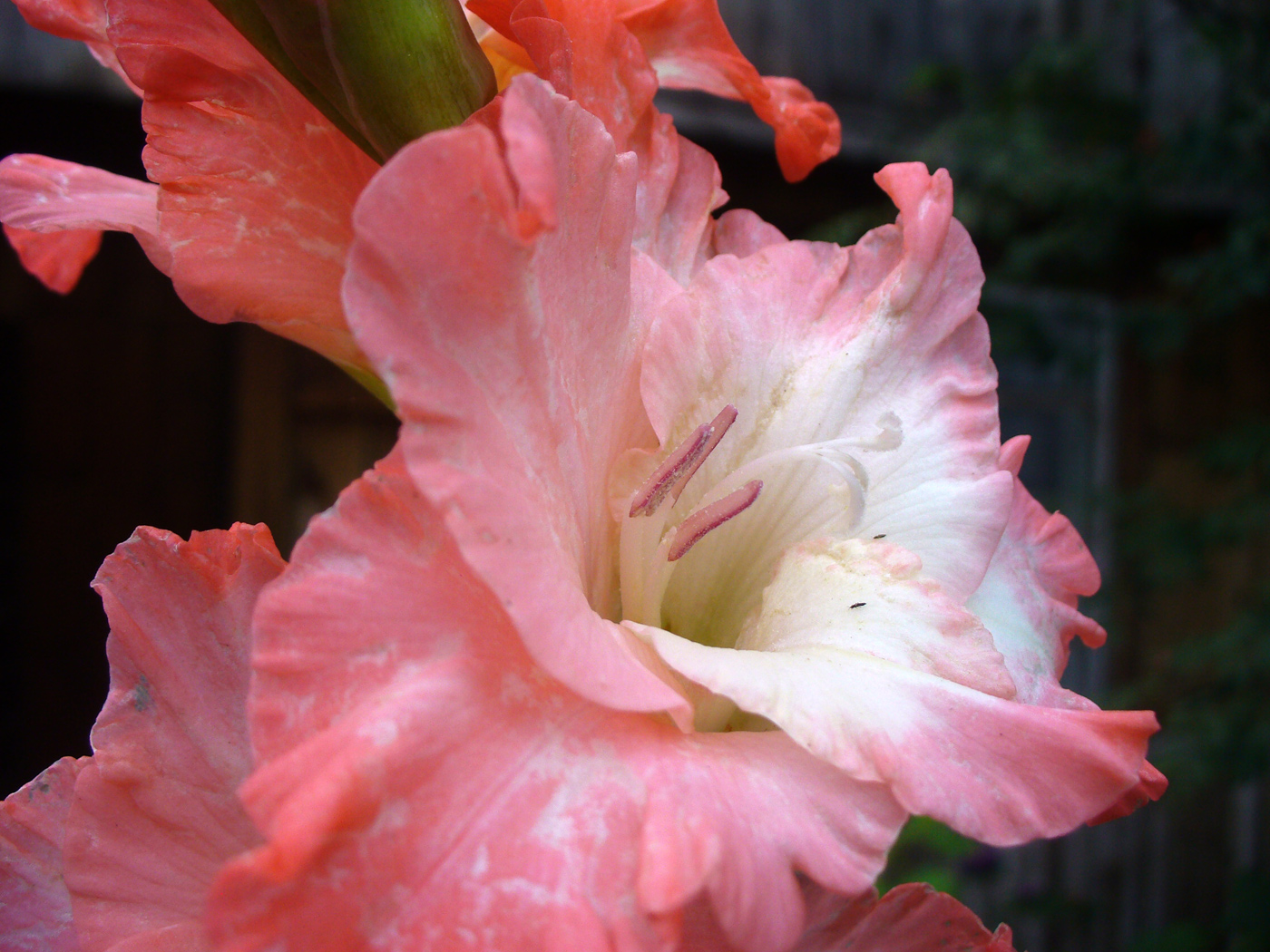 Изображение особи Gladiolus × colvillei.