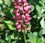 Lupinus &times; regalis