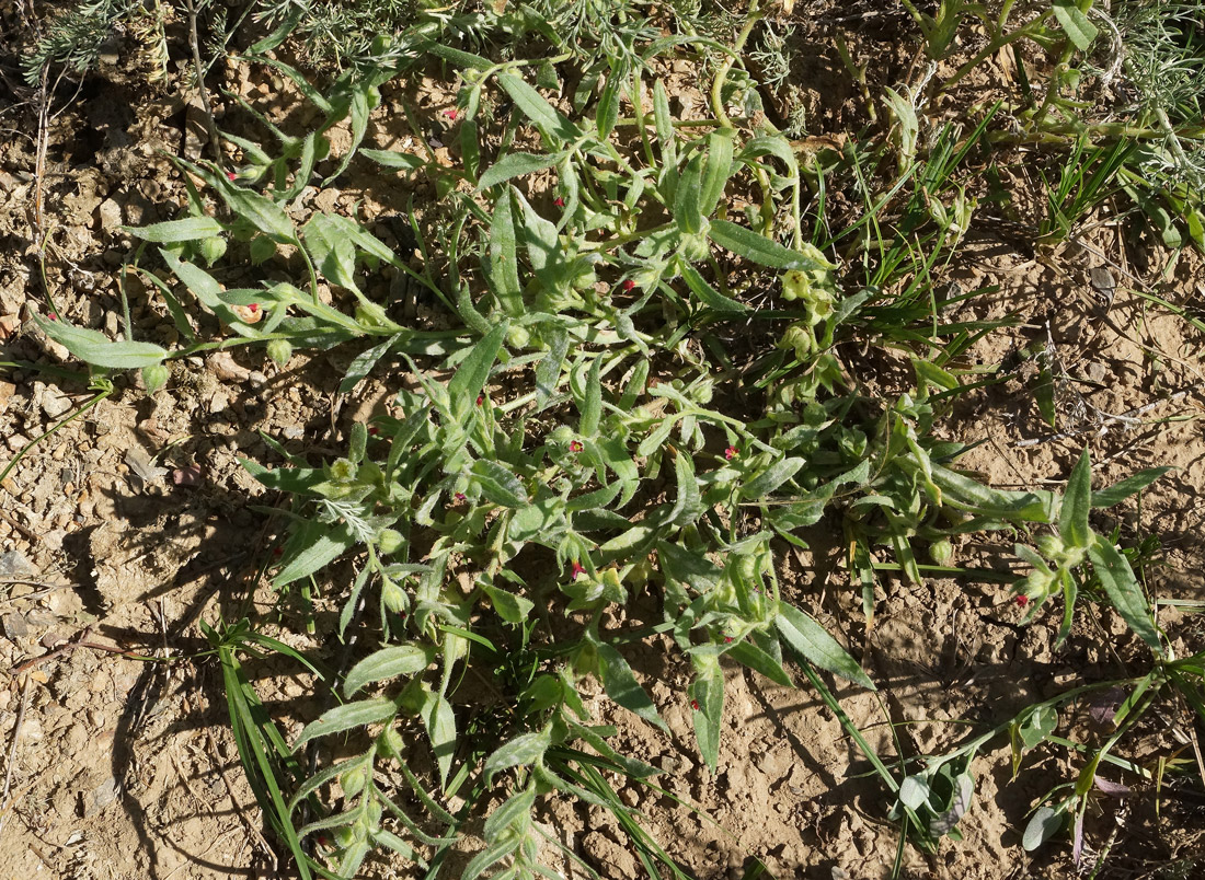 Image of Nonea caspica specimen.