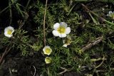 Ranunculus circinatus