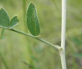 Astragalus pallescens. Часть стебля с основанием листа. Украина, г. Луганск, балка Калмыцкий яр, склон юго-восточной эксп., петрофитная степь. 03.06.2016.