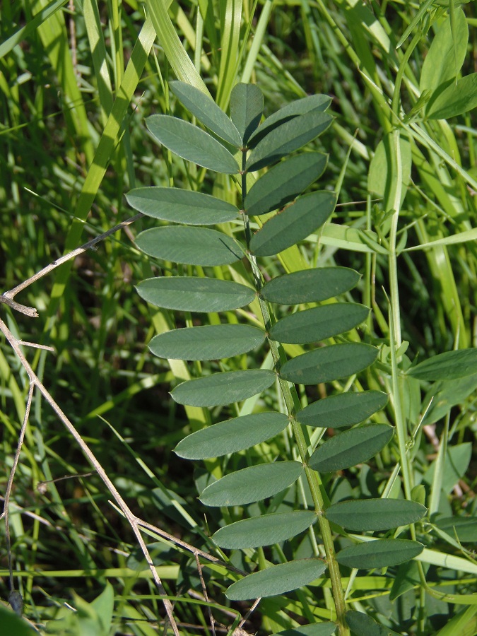 Image of Onobrychis arenaria specimen.