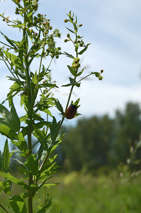 Image of Thalictrum simplex specimen.