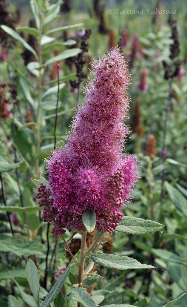 Изображение особи Spiraea douglasii.