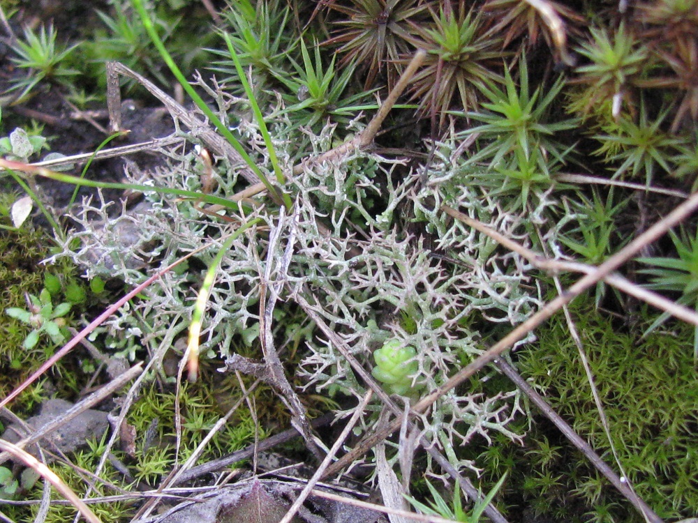 Image of genus Cladonia specimen.