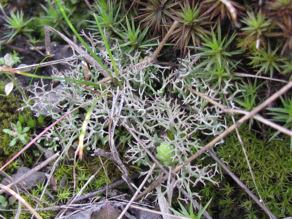 Изображение особи род Cladonia.