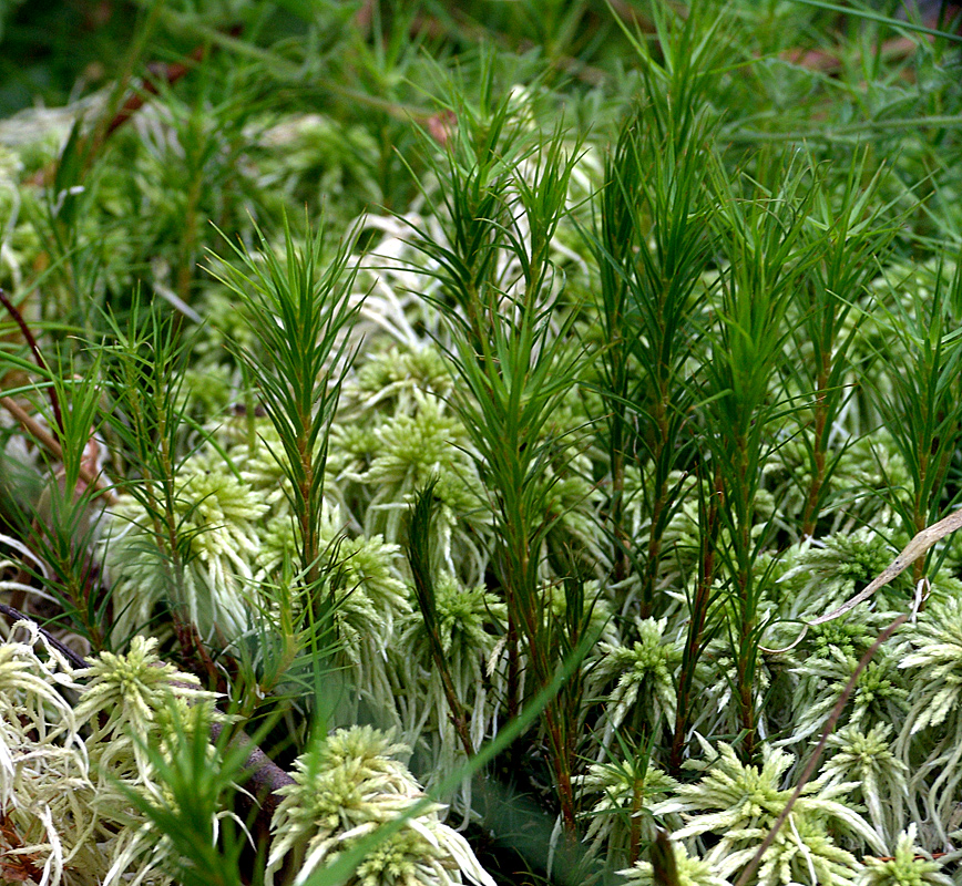 Изображение особи Polytrichum commune.