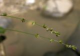 Carex divulsa